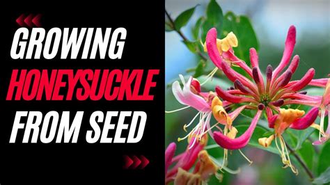 How to Plant Honeysuckle Seeds eHow