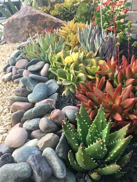 How to Plant Succulents in Rocks for a Beautiful …