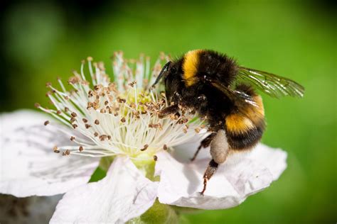 How to Plant a Bee Garden to Help Them Thrive and …