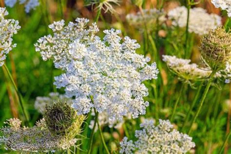 How to Plant and Grow Caraway Plants Gardener