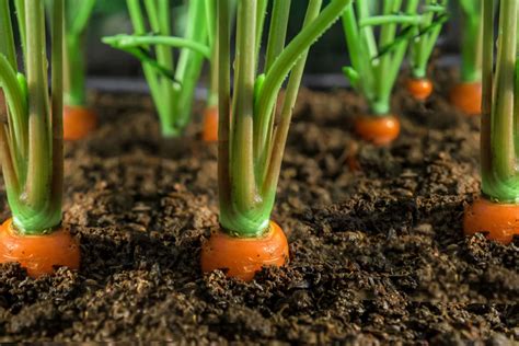 How to Plant and Grow Carrots - Better Homes