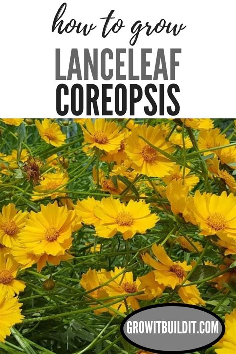 How to Plant and Maintain Lance-leaf Coreopsis