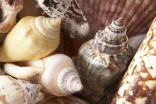 How to Polish Seashells eHow