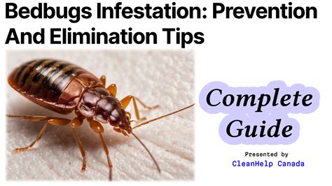 How to Prevent Bedbugs Everyday Health