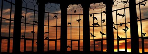 How to Prevent Birds from Flying into Windows AP Tinting