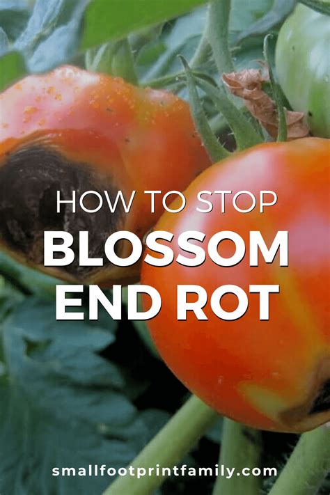 How to Prevent Blossom End Rot in Tomatoes 5 Steps