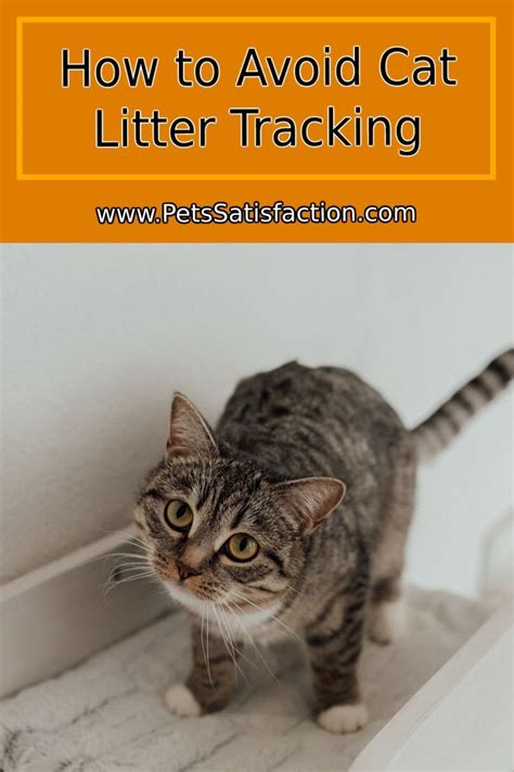 How to Prevent Cat Litter Tracking