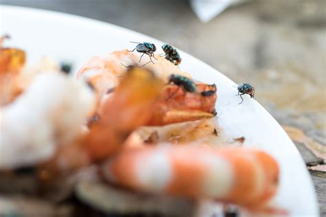 How to Prevent Flies Dodson Pest Control