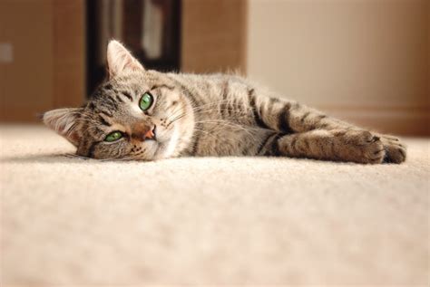 How to Prevent Hairballs in Cats HealthyPets Blog