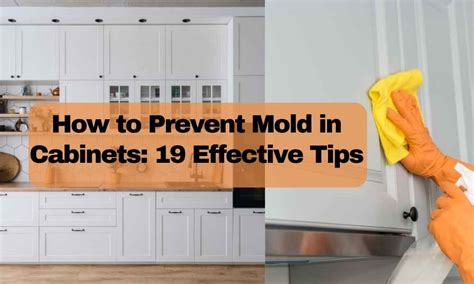 How to Prevent Mold in 19 Effective Tips
