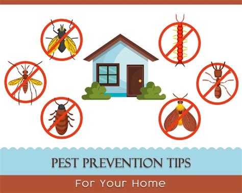 How to Prevent Pest Infestations in Your Property