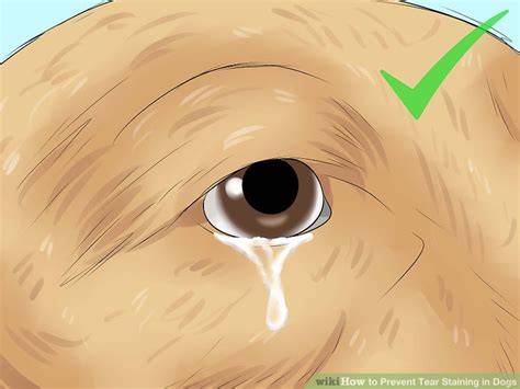 How to Prevent Tear Staining in Dogs 10 Steps wikiHow