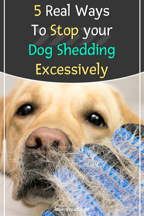 How to Prevent Your Dog from Shedding