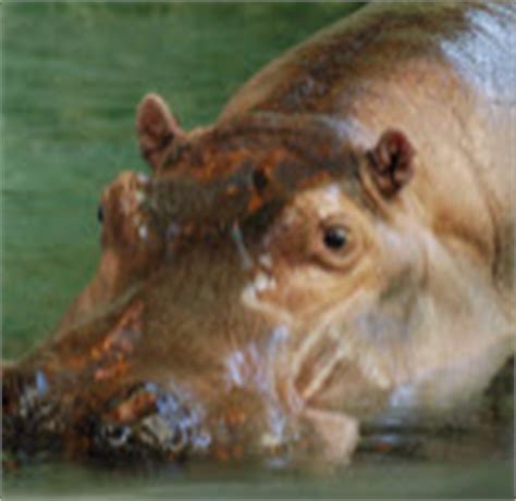 How to Pronounce ‘Hippopotamus’ - Global Speech Academy