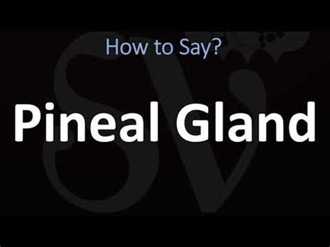 How to Pronounce Pineal Gland? (CORRECTLY) - YouTube