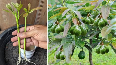 How to Propagate Avocado From Cuttings: Grow …