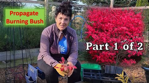 How to Propagate Burning Bush Plant: Propogation Made Easy