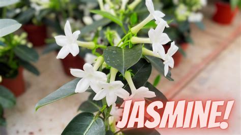 How to Propagate Madagascar Jasmine …