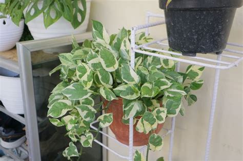 How to Propagate a Rope Hoya Hunker