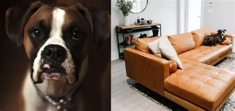 How to Protect Leather Couch From Dogs - 12 Easy Ways (2024)