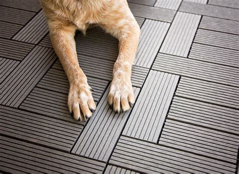 How to Protect Wood Floors From Dog Urine My Pet Needs That