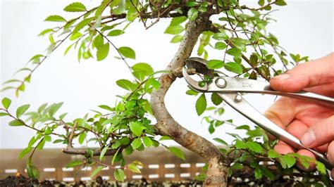 How to Prune Chinese Elms Home Guides SF Gate