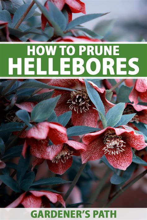How to Prune Hellebores: A Gardener's Guide to Healthier