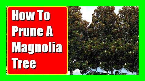 How to Prune Little Gem Magnolia Trees Home Guides SF Gate