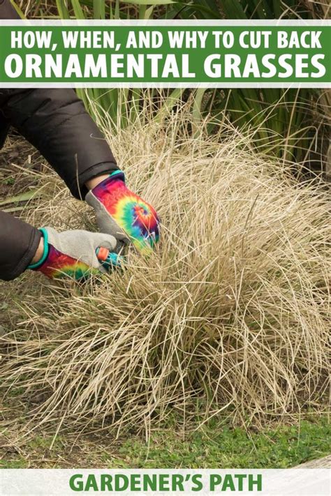 How to Prune Ornamental Grasses Gardener’s Path