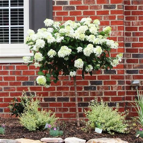 How to Prune Tree Hydrangea 1 of 3 Hydrangea paniculata