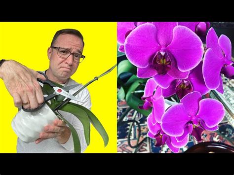 How to Prune Your Orchid After Flowering - HayFarmGuy