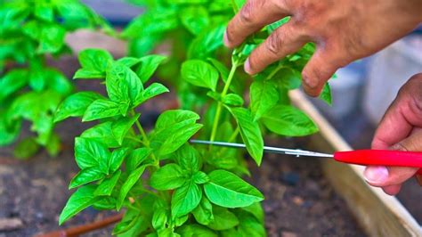 How to Prune a Basil Plant - HayFarmGuy