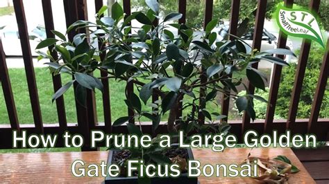 How to Prune a Large Golden Gate Ficus : …