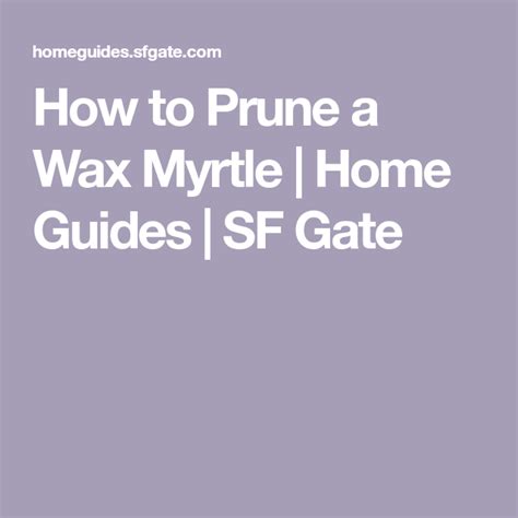 How to Prune a Wax Myrtle Home Guides SF Gate