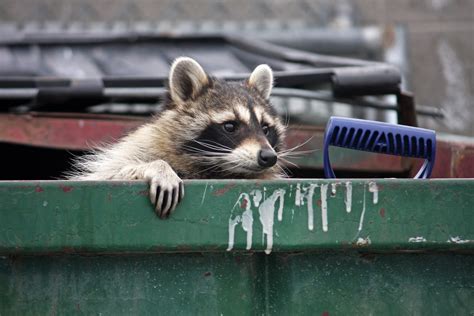 How to Raccoon-Proof Your Garbage Cans Terminix