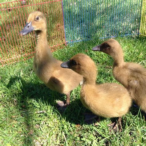 How to Raise Ducklings - Backyard Poultry