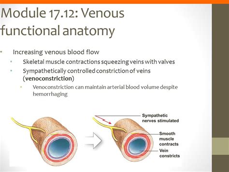 How to Relieve Vasoconstriction – A Definitive Guide