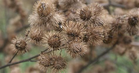 How to Remove Burdocks From Clothes Our Everyday Life