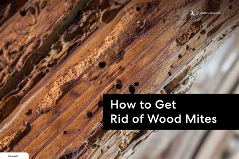 How to Remove Wood Mites from a Wood Table - Nimvo