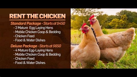 How to Rent a Chicken - Companies That Let You Try Farming