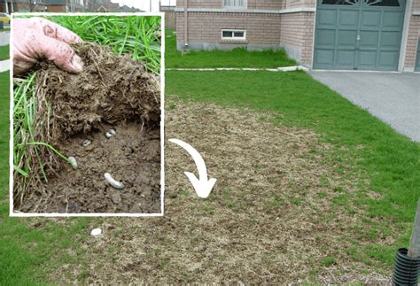 How to Repair Lawn Damage From Grubs eHow