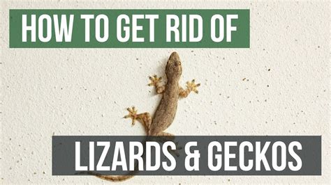 How to Rid Small Lizards From Your Florida Home - YouTube