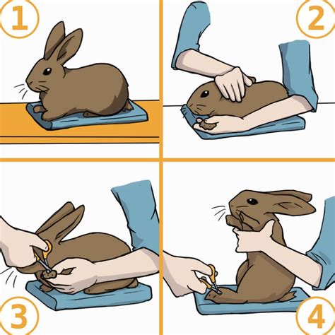 How to Safely Trim Your Rabbit’s Nails Animallama