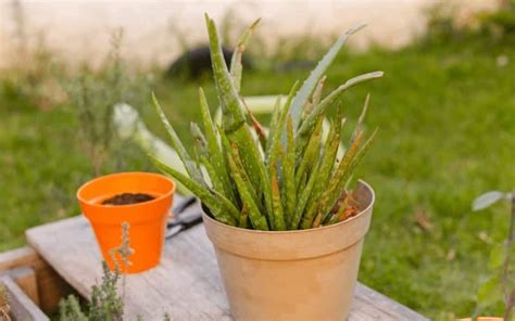 How to Save A Dying Aloe Plant (7 QUICK Steps)