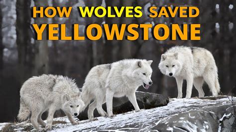 How to Save Yellowstone's Wolves