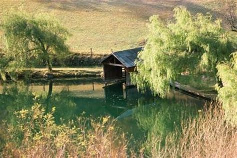 How to Save a Dying Willow Tree Hunker