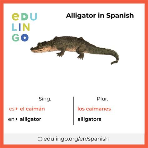 How to Say Alligator in Spanish, a Step-by-Step Approach