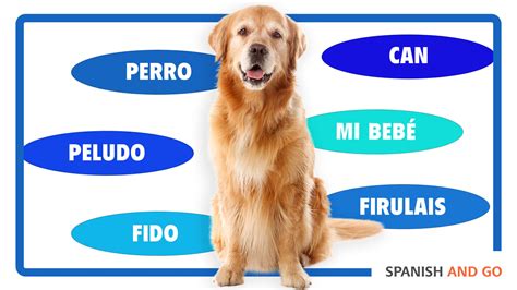 How to Say Dog in Spanish: The Ultimate Guide to Plural Forms