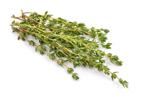 How to Say THYME in Spanish? - YouTube