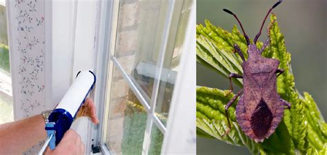 How to Seal Windows from Bugs 10 Effective …